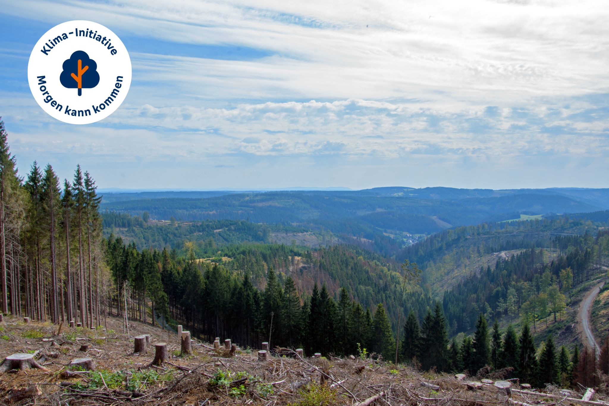 Thüringer Wald gerodete Bäume