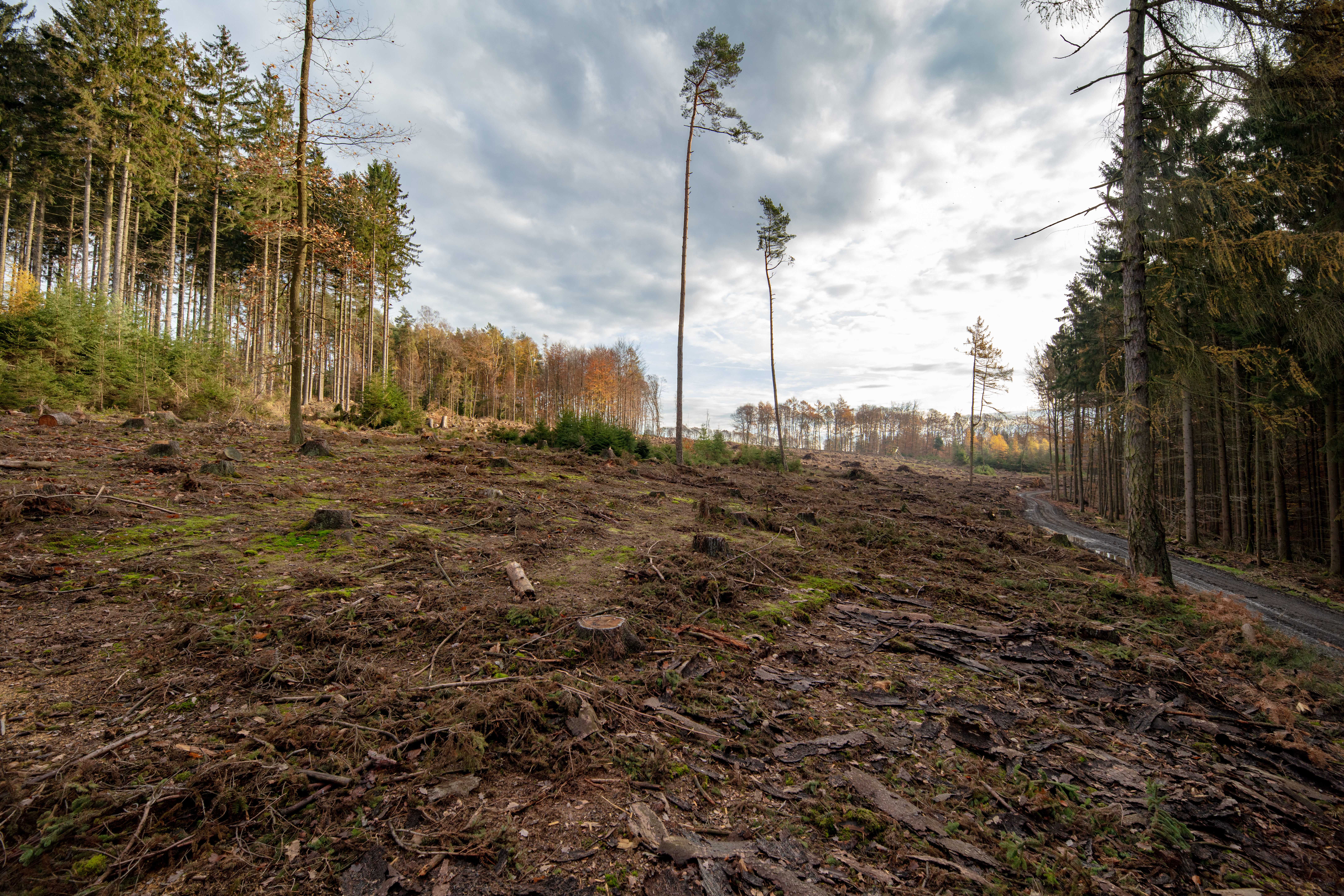 Pfälzer Wald Bäume Pfälzer Wald Bäume