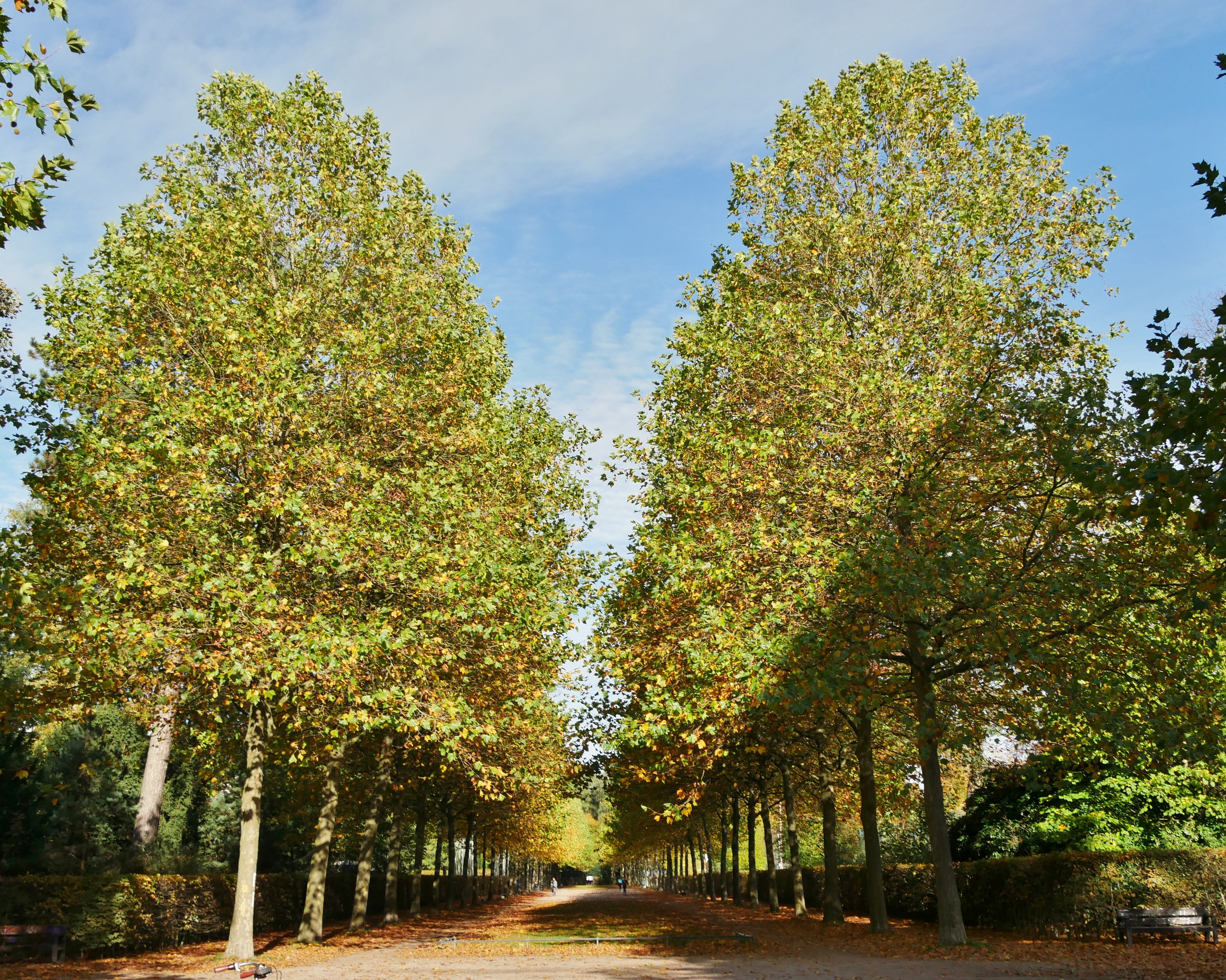 Hamburger Stadtwald Bäume Hamburger Stadtwald Bäume
