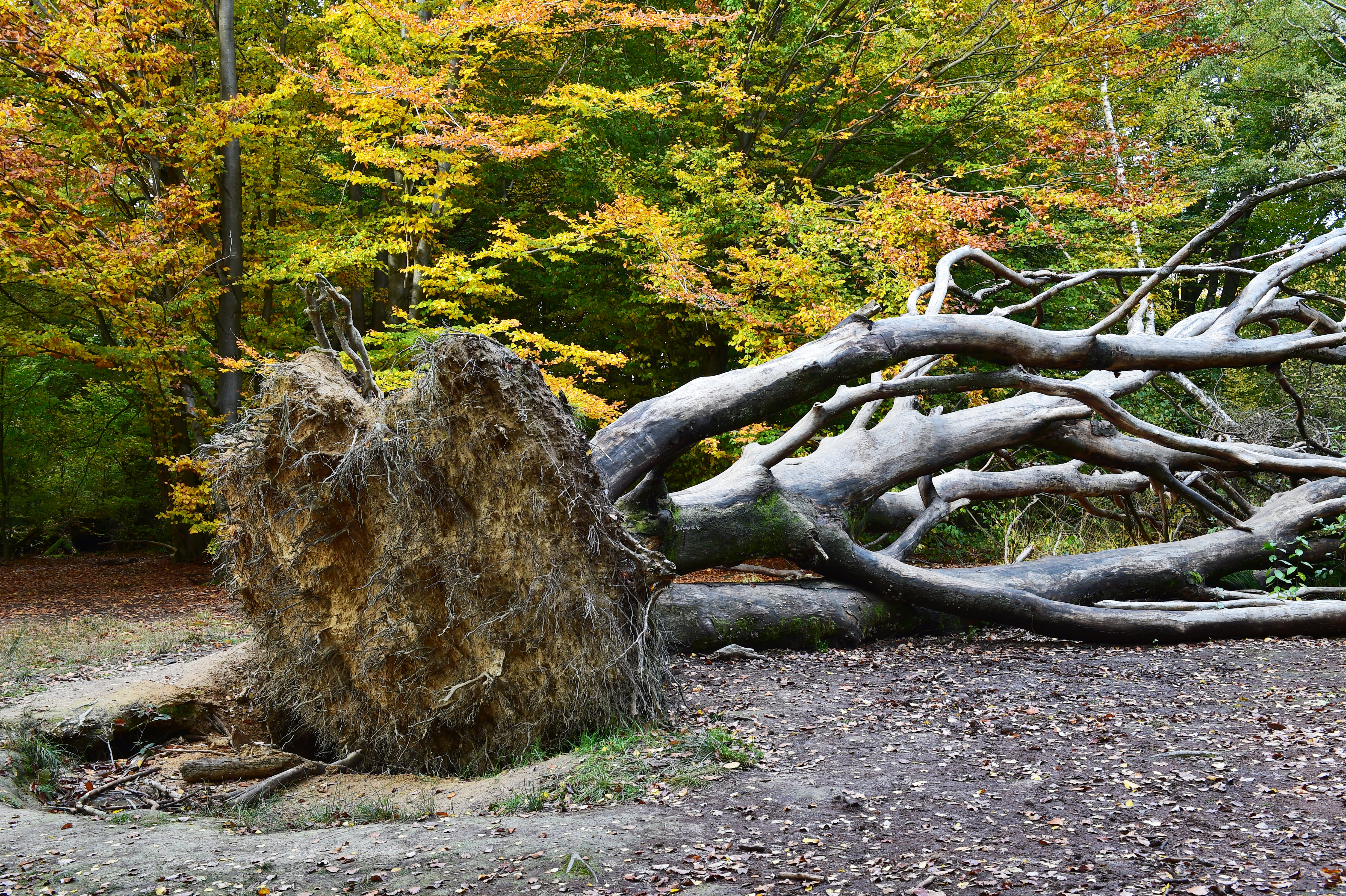 Entwurzelter Baum Entwurzelter Baum