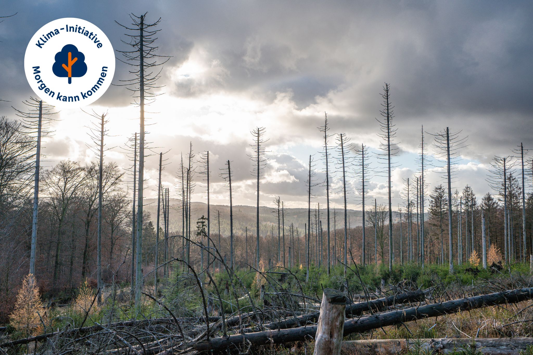 Sauerland Sauerland Waldsterben