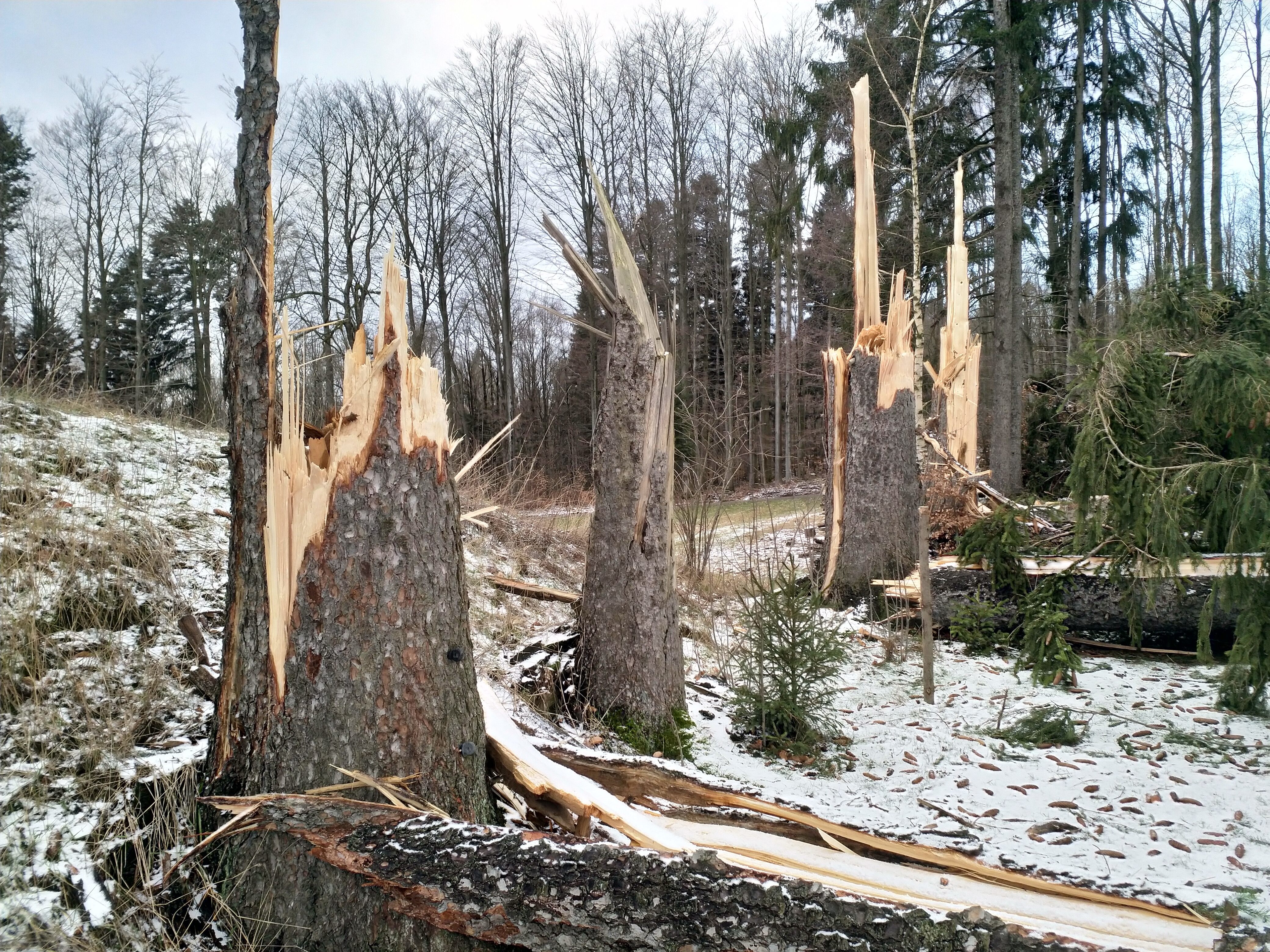 Kaputte Bäume Spessart Kaputte Bäume Spessart