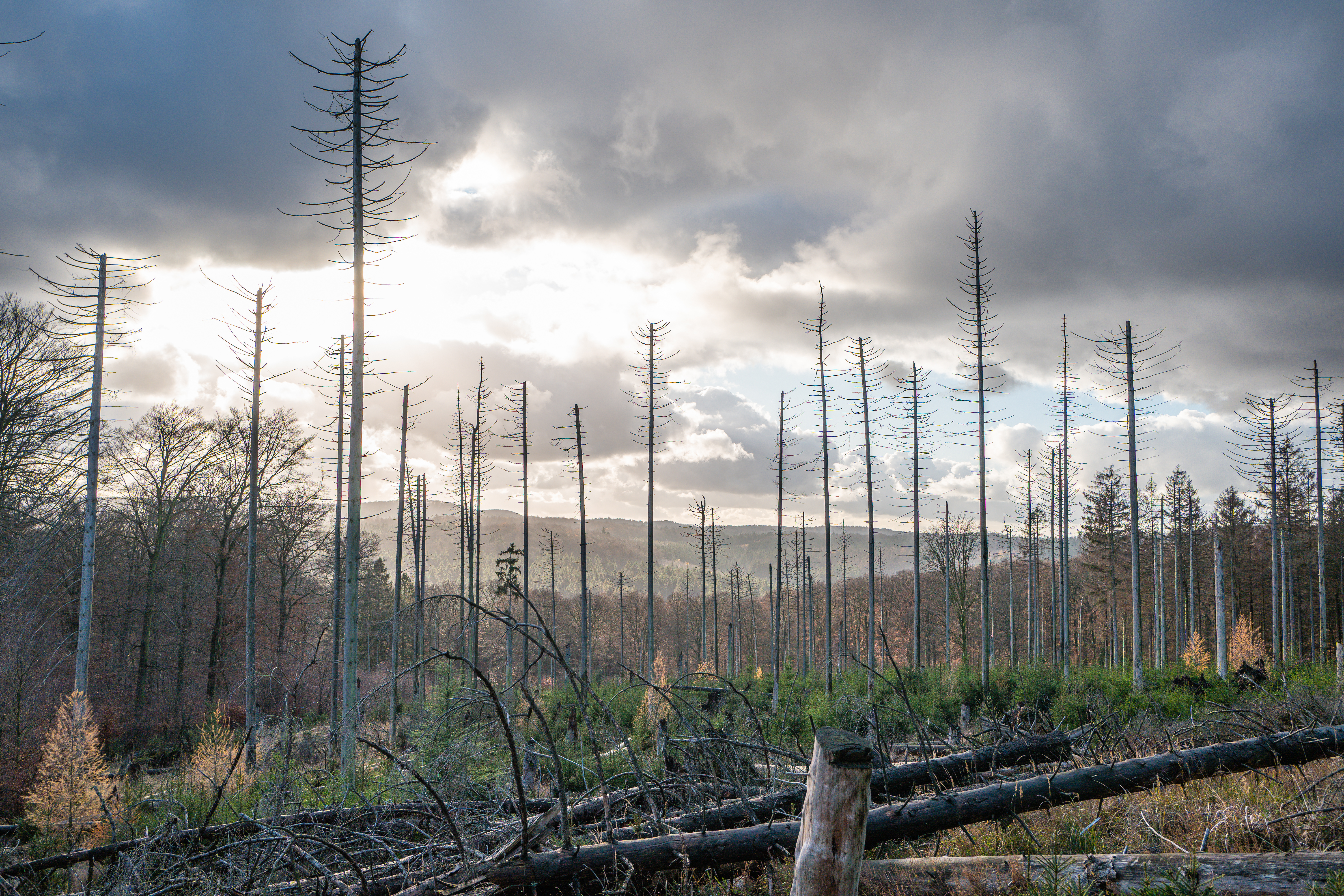 kahle Bäume Sauerland kahle Bäume Sauerland