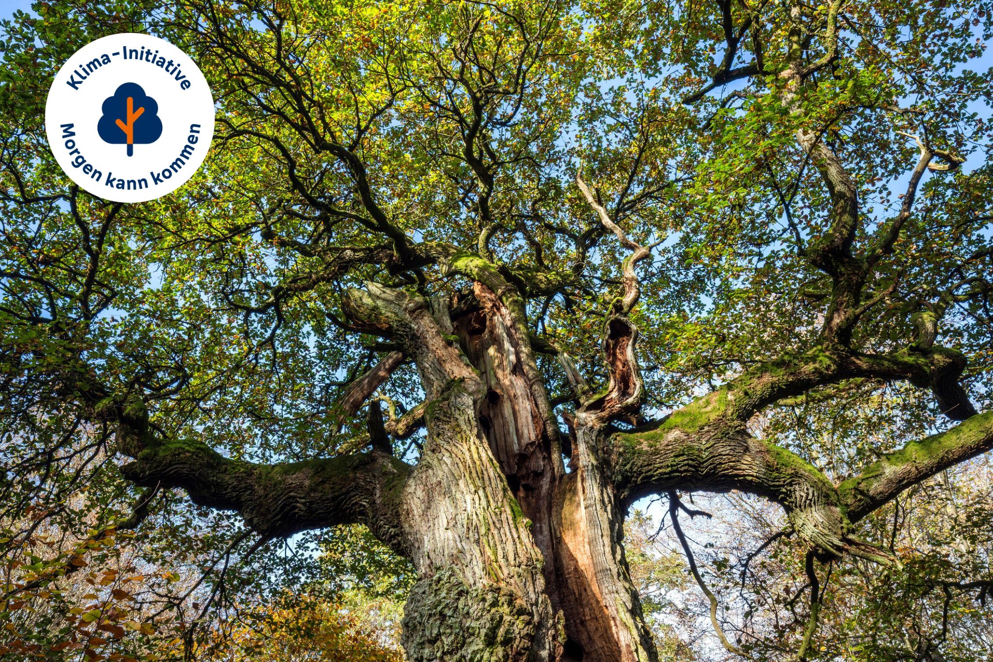 Reinhardswald Reinhardswald mit Baum ansicht von unten