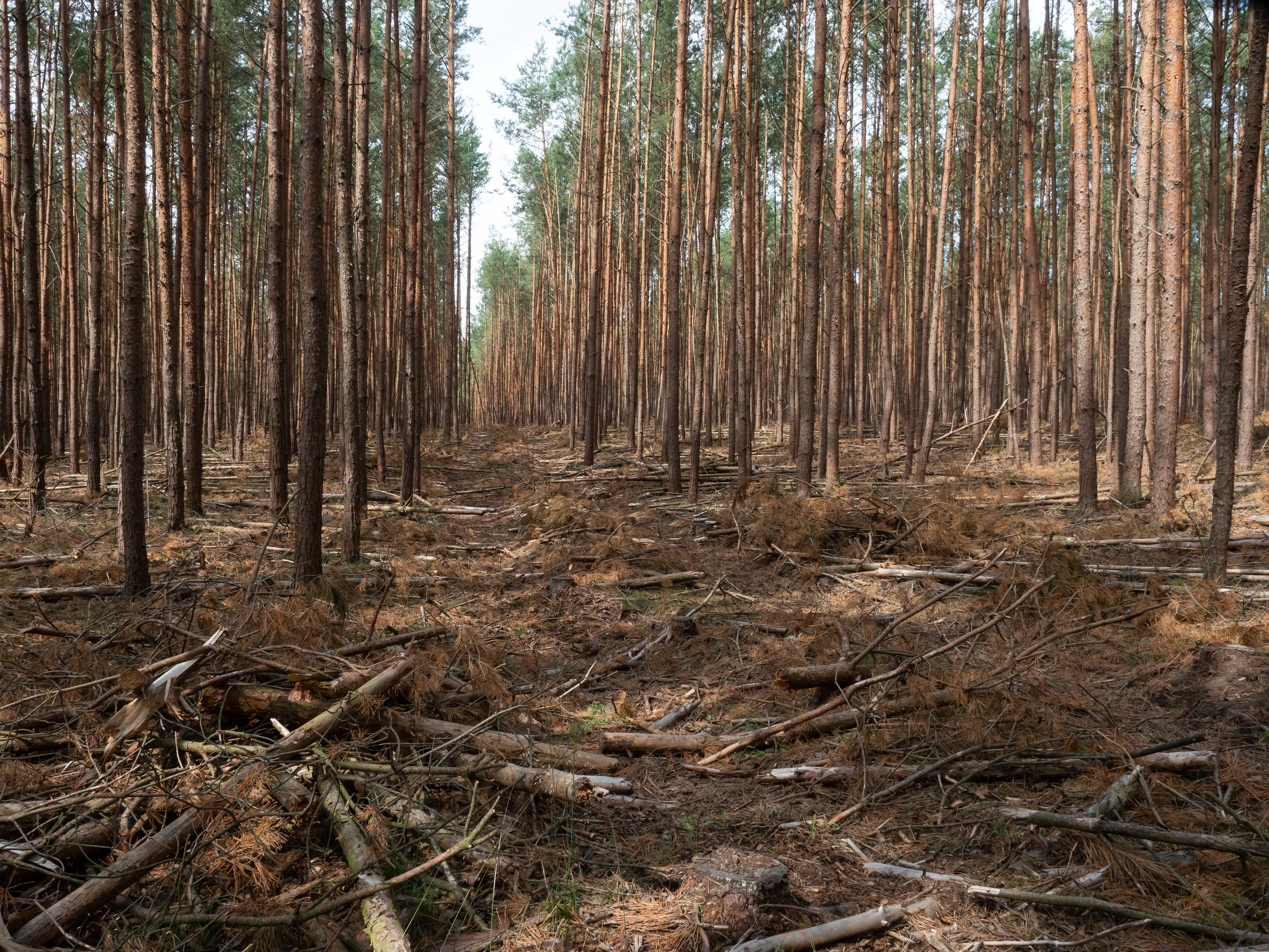 Lüneburger Heide Bäume Lüneburger Heide Bäume
