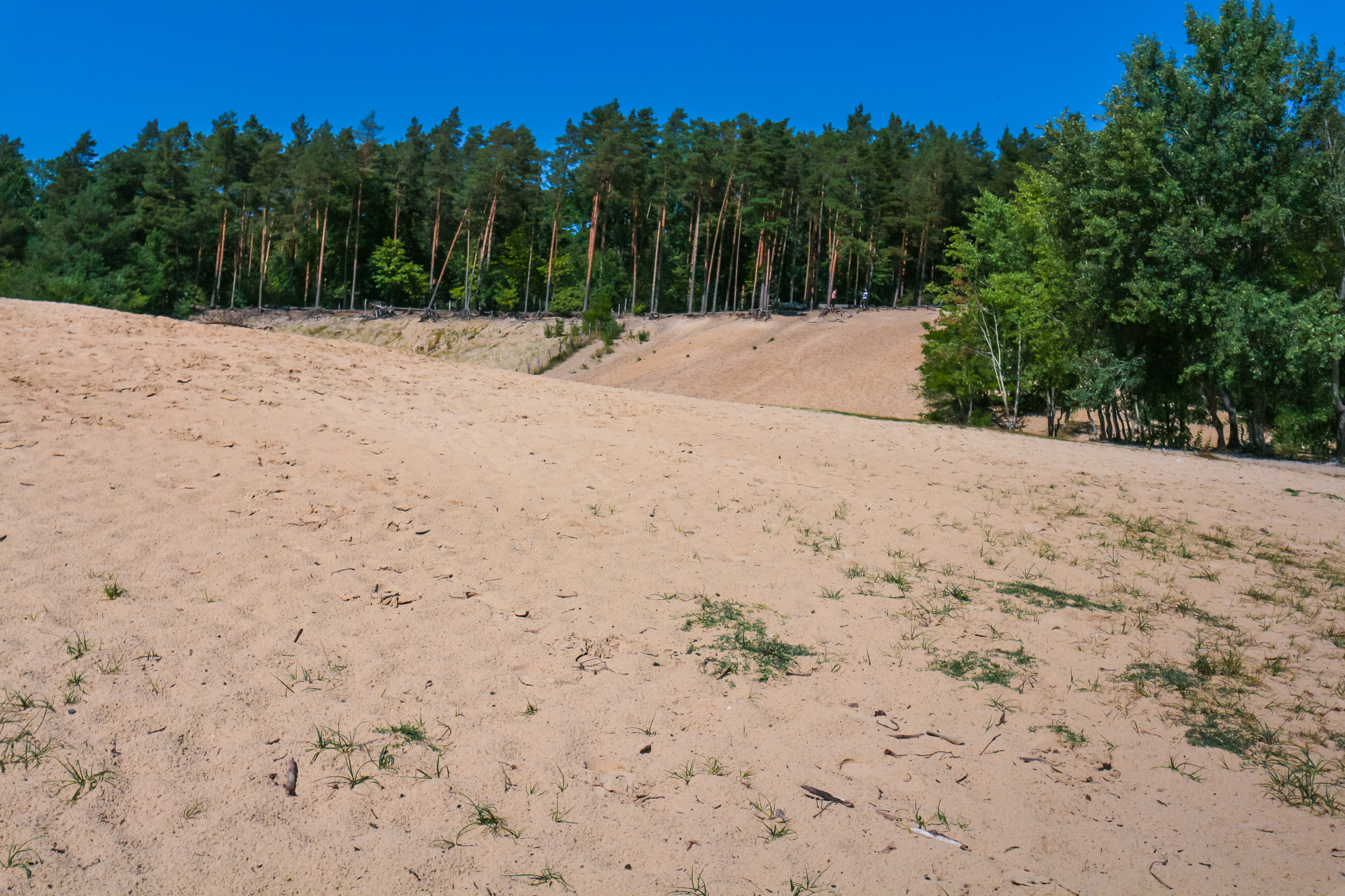 Grunewald Verödung Bild Grunewald Verödung Bild